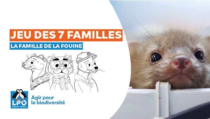 Jeu des 7 familles ESOD : La famille de la Fouine